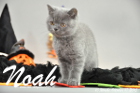 Noah ist 10 Wochen alt geworden (17.10.2015)