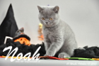 Noah ist 10 Wochen alt geworden (17.10.2015)