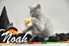 Noah ist 10 Wochen alt geworden (17.10.2015)
