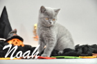 Noah ist 10 Wochen alt geworden (17.10.2015)