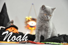 Noah ist 10 Wochen alt geworden (17.10.2015)