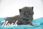 Noah ist 3 Wochen alt geworden (30.08.2015)