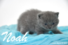 Noah ist 3 Wochen alt geworden (30.08.2015)