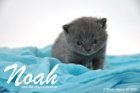 Noah ist 3 Wochen alt geworden (30.08.2015)