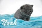 Noah ist 3 Wochen alt geworden (30.08.2015)