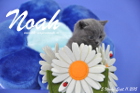 Noah ist 5 Wochen alt geworden ( 11.09.2015 )