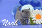 Noah ist 5 Wochen alt geworden ( 11.09.2015 )