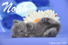 Noah ist 5 Wochen alt geworden ( 11.09.2015 )