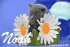 Noah ist 5 Wochen alt geworden ( 11.09.2015 )