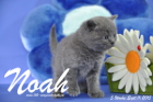 Noah ist 5 Wochen alt geworden ( 11.09.2015 )