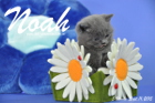 Noah ist 5 Wochen alt geworden ( 11.09.2015 )