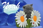Noah ist 5 Wochen alt geworden ( 11.09.2015 )