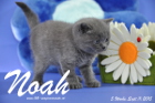 Noah ist 5 Wochen alt geworden ( 11.09.2015 )
