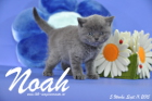 Noah ist 5 Wochen alt geworden ( 11.09.2015 )