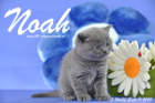 Noah ist 5 Wochen alt geworden ( 11.09.2015 )