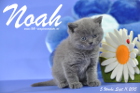 Noah ist 5 Wochen alt geworden ( 11.09.2015 )