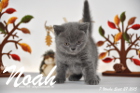 Noah ist 7 Wochen alt geworden (27.09.2015)