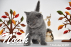 Noah ist 7 Wochen alt geworden (27.09.2015)
