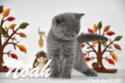 Noah ist 7 Wochen alt geworden (27.09.2015)