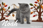 Noah ist 7 Wochen alt geworden (27.09.2015)