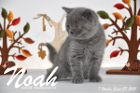Noah ist 7 Wochen alt geworden (27.09.2015)