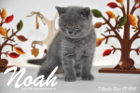 Noah ist 7 Wochen alt geworden (27.09.2015)
