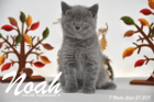 Noah ist 7 Wochen alt geworden (27.09.2015)