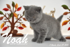 Noah ist 7 Wochen alt geworden (27.09.2015)