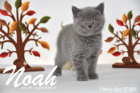 Noah ist 7 Wochen alt geworden (27.09.2015)