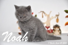 Noah ist 7 Wochen alt geworden (27.09.2015)