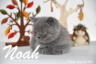 Noah ist 7 Wochen alt geworden (27.09.2015)