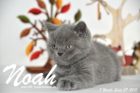 Noah ist 7 Wochen alt geworden (27.09.2015)