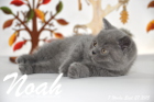 Noah ist 7 Wochen alt geworden (27.09.2015)