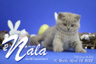 Nala ist 10 Wochen alt ( 02.04.2022 )