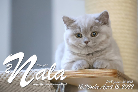 Nala ist 12 Wochen alt ( 15.04.2022 )