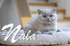 Nala ist 12 Wochen alt ( 15.04.2022 )