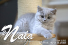 Nala ist 12 Wochen alt ( 15.04.2022 )