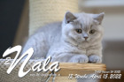 Nala ist 12 Wochen alt ( 15.04.2022 )