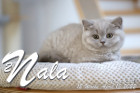 Nala ist 12 Wochen alt ( 15.04.2022 )