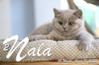 Nala ist 12 Wochen alt ( 15.04.2022 )