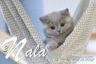 Nala ist 12 Wochen alt ( 15.04.2022 )