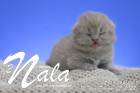 Nala ist 12 Tage alt ( 05.02.2022 )