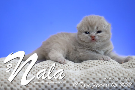 Nala ist 12 Tage alt ( 05.02.2022 )