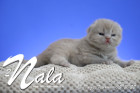Nala ist 12 Tage alt ( 05.02.2022 )