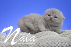Nala ist 12 Tage alt ( 05.02.2022 )