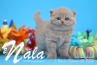 Nala ist 5 Wochen alt ( 25.02.2022 )