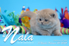 Nala ist 5 Wochen alt ( 25.02.2022 )