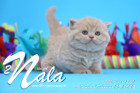 Nala ist 5 Wochen alt ( 25.02.2022 )