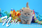 Nala ist 5 Wochen alt ( 25.02.2022 )