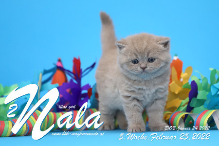 Nala ist 5 Wochen alt ( 25.02.2022 )